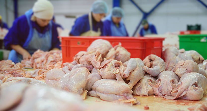 Trusted Frozen chicken Exporter